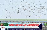 এশিয়ার বৃহত্তম হাকালুকি হাওরে বেড়েছে পাখির সংখ্যা