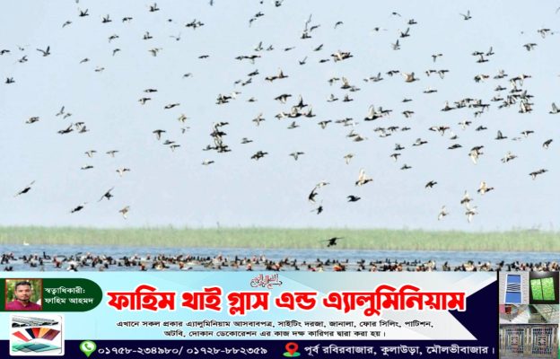 এশিয়ার বৃহত্তম হাকালুকি হাওরে বেড়েছে পাখির সংখ্যা